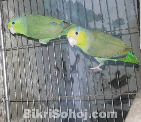 Forpus bird/ফরপাস পাখি Running pair